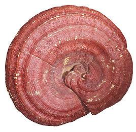 《哥谭骑士》“罗宾”战斗预告公布 10月25日正式发售